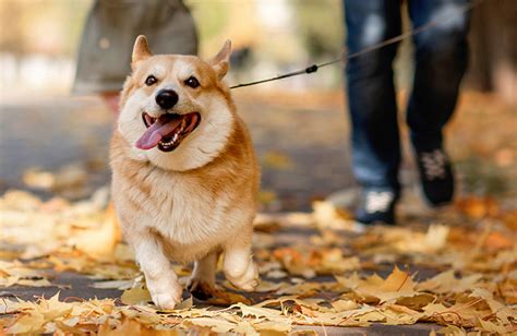 tryg hundeforsikring.